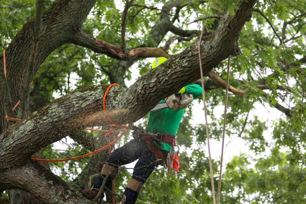 How Our Tree Care Process Works  in  Wood River, NE